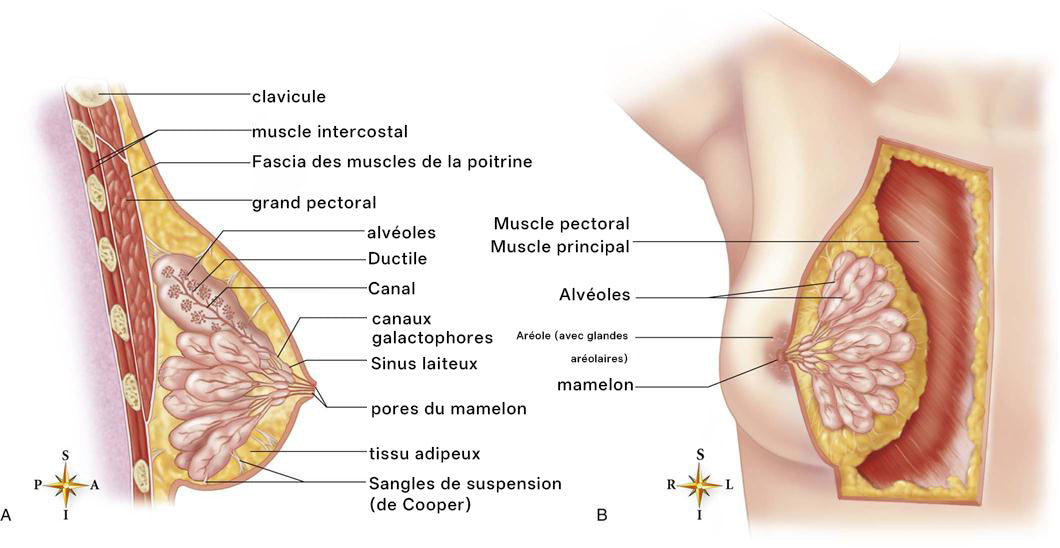 🏆【Boutique officielle】𝐇𝐔𝐃𝐑𝐎𝐒®🩰 Patch à la gelée royale pour l’augmentation mammaire sans danger lors de l’allaitement